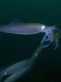 ������һ�����ϰ�������